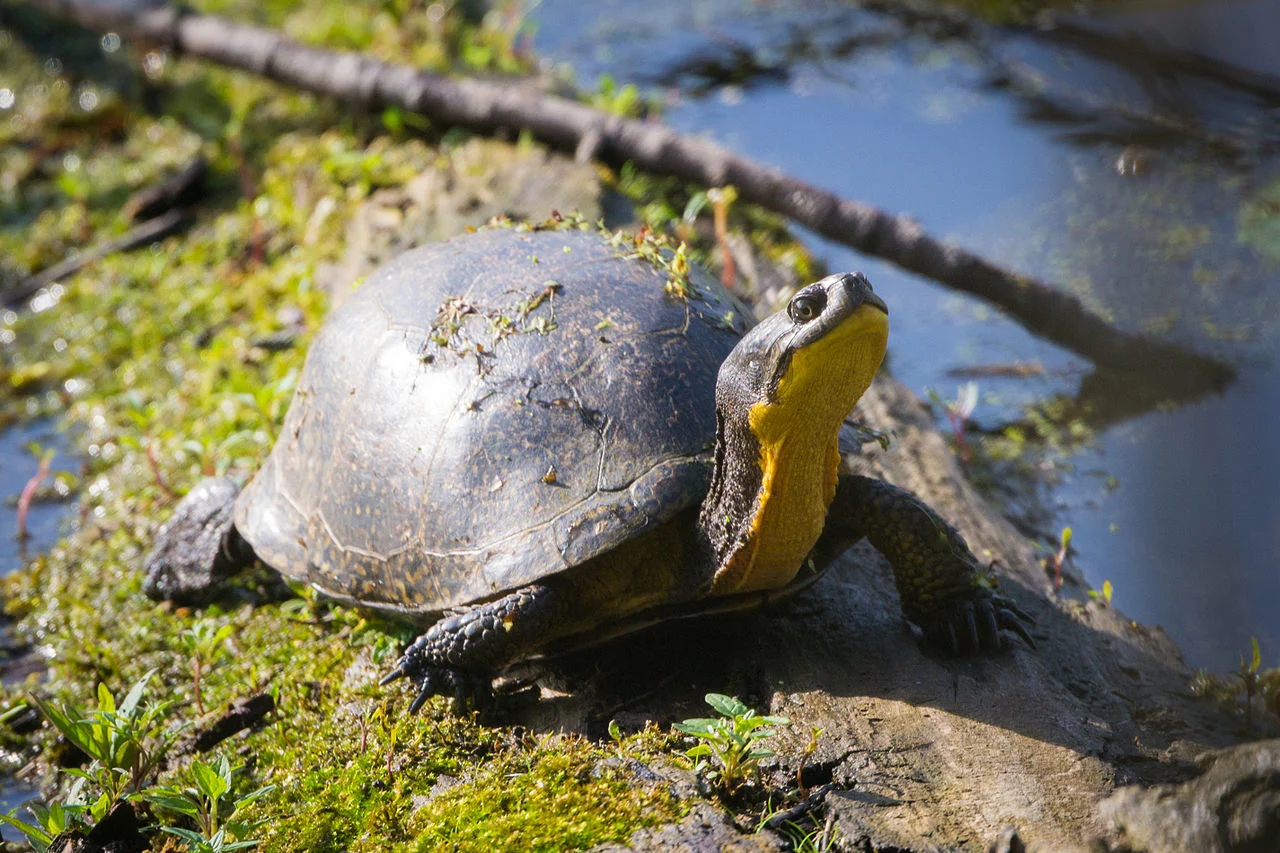 Turtles are out more than ever this time of year. How you can protect them