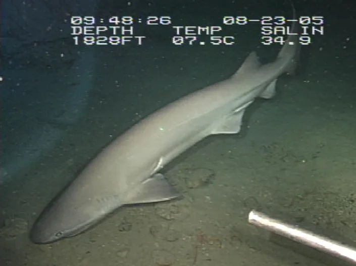 Sixgill shark NOAA wikipedia