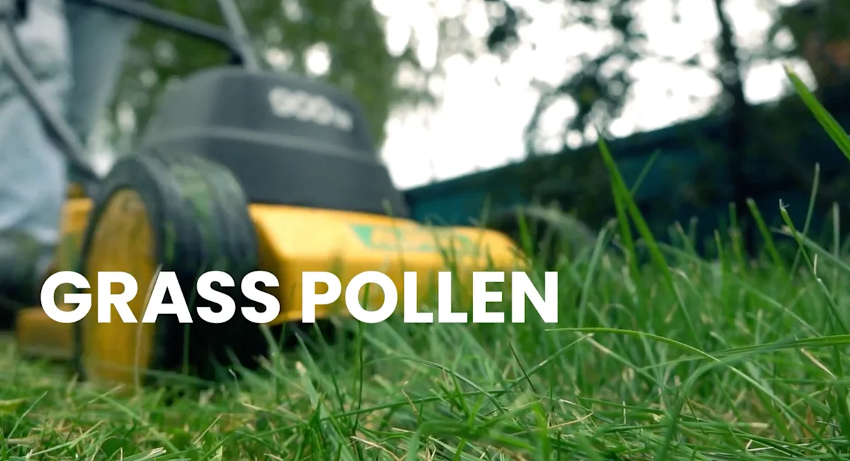 IR1606: Grass Pollen