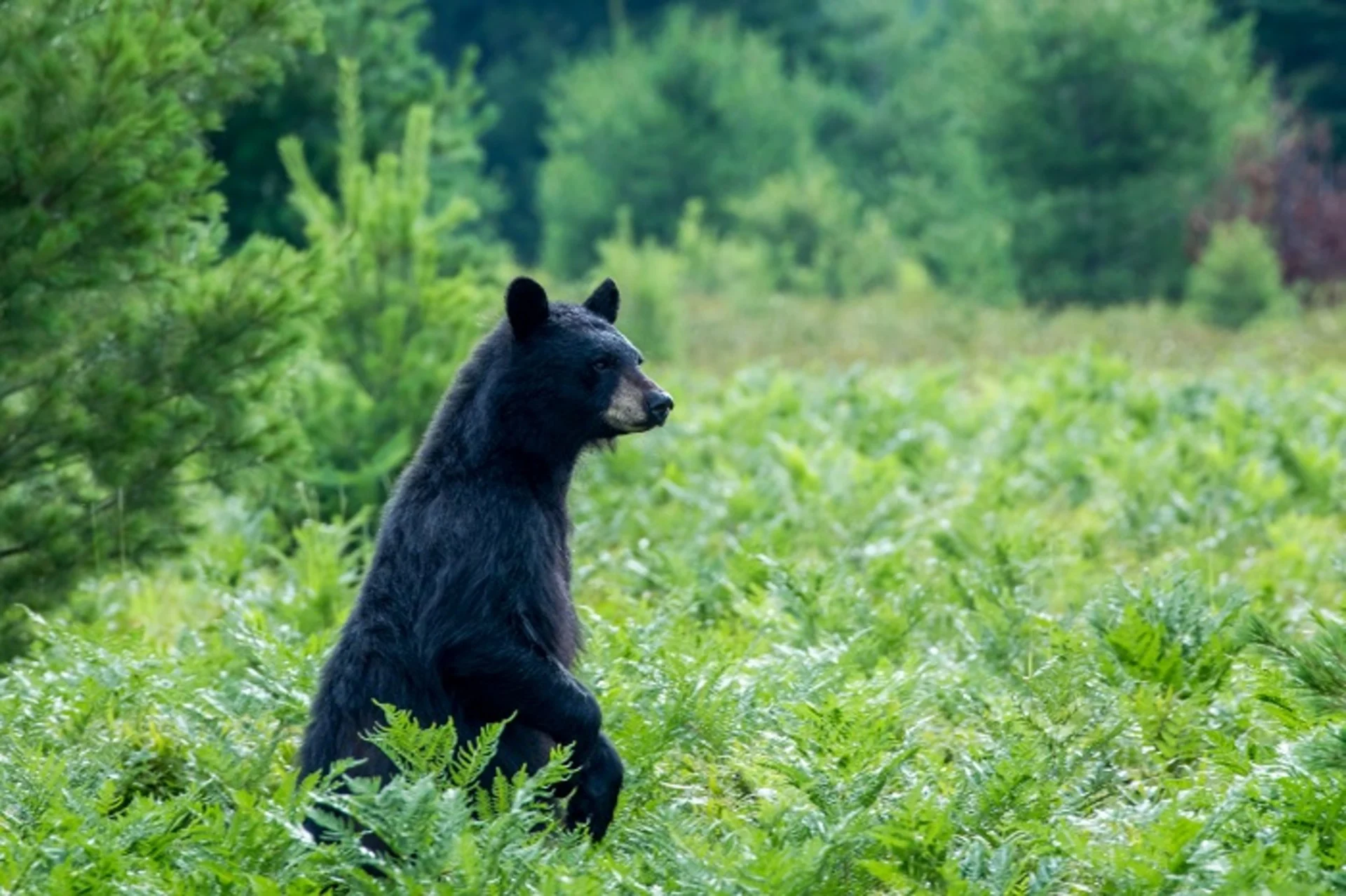 Hungry bears roaming for food may find your bird feeder appealing