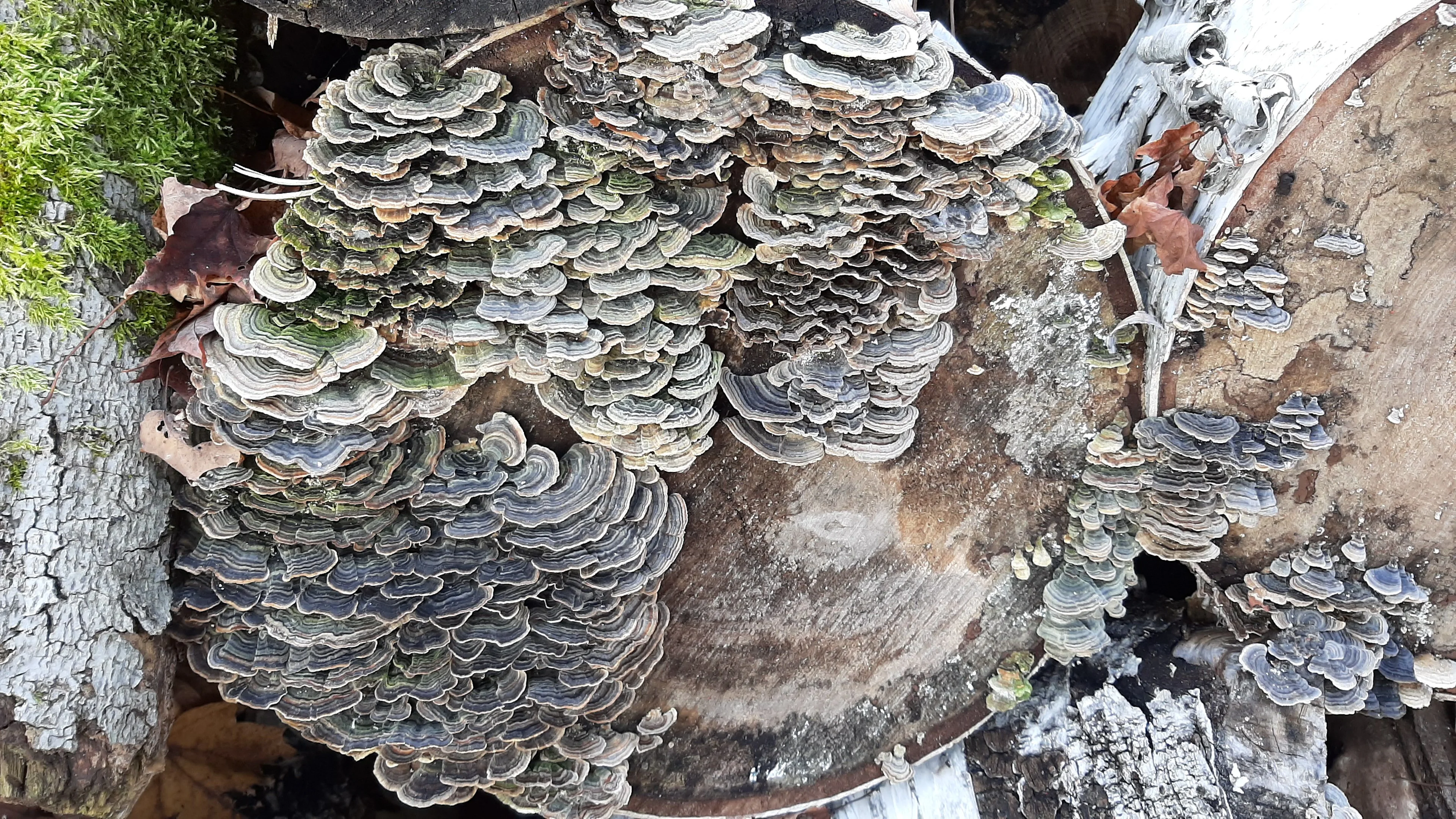 TRAMETES DECOMPOSITION DU BOIS