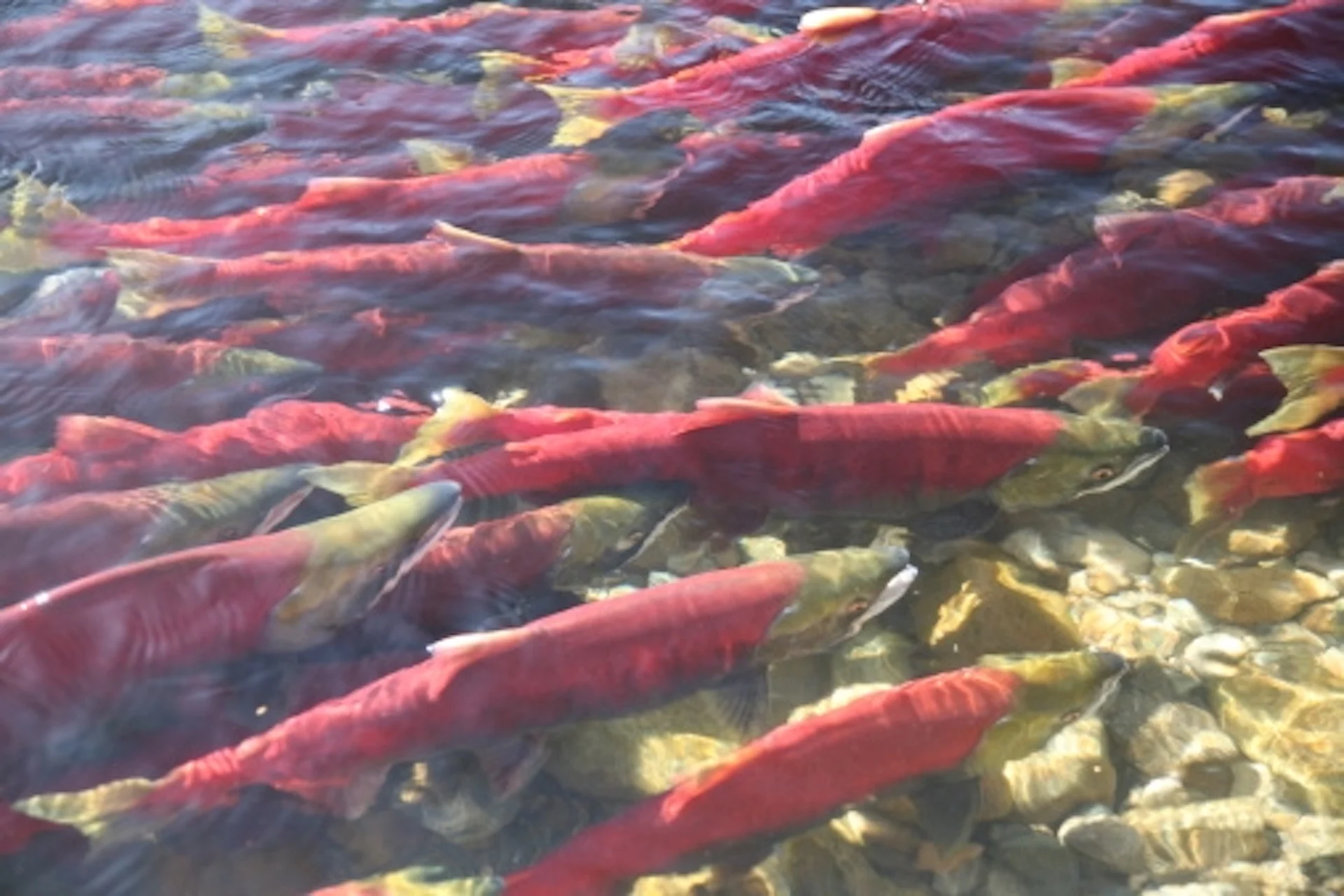 Sockeye salmon/Getty Images/Murphy Shewchuk/115755273-170667a