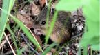 They scurry, climb and chew, but have you heard of jumping mice?