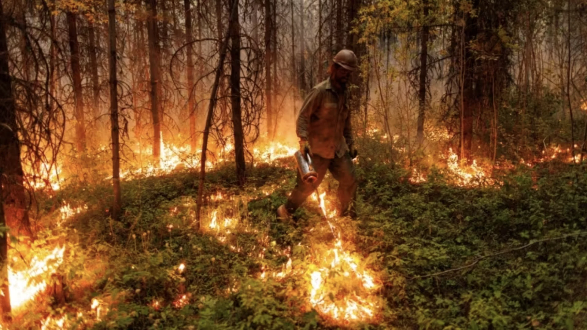 Unprecedented fire year: experts warn of longer, more destructive seasons