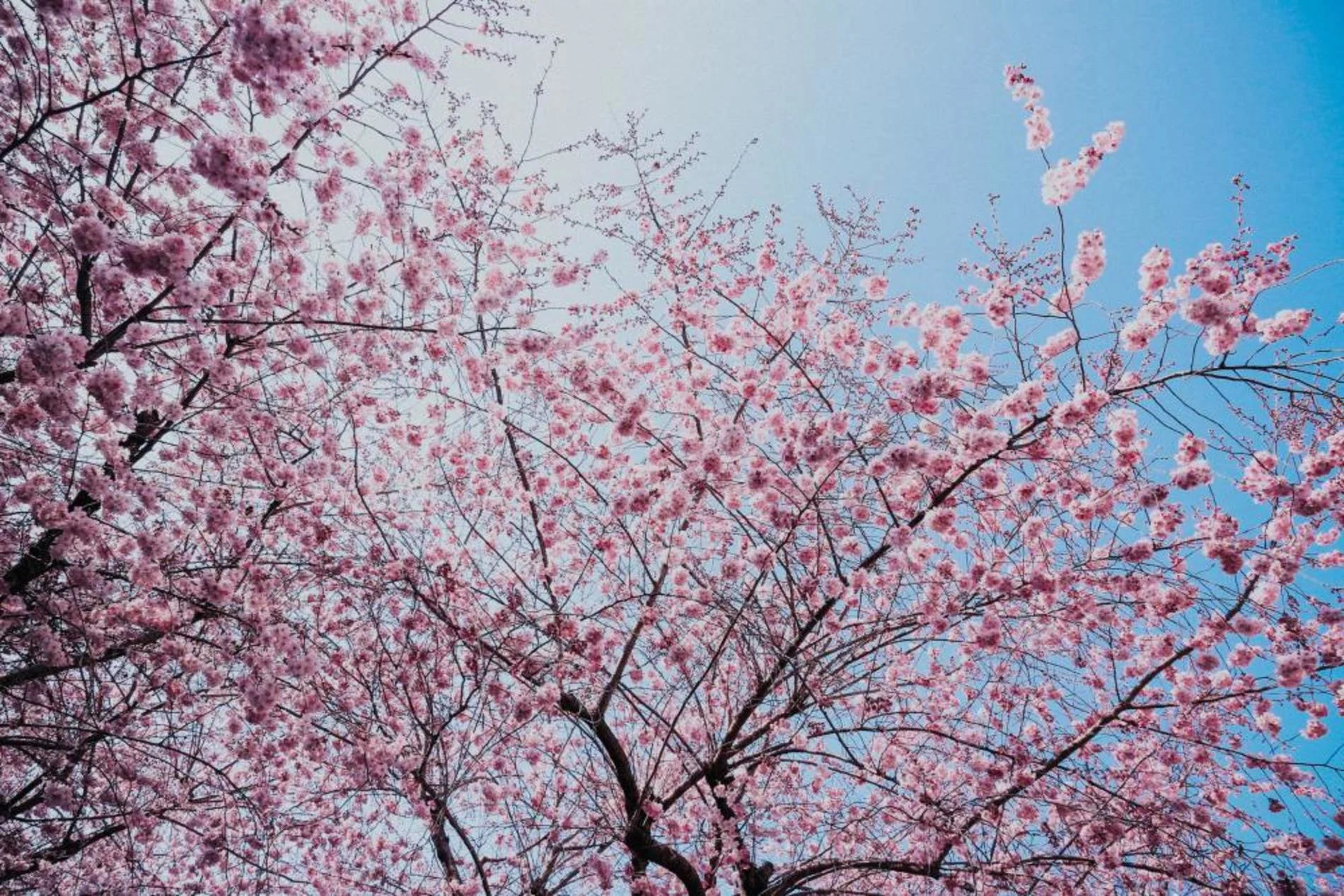Toronto closes High Park during cherry blossom bloom