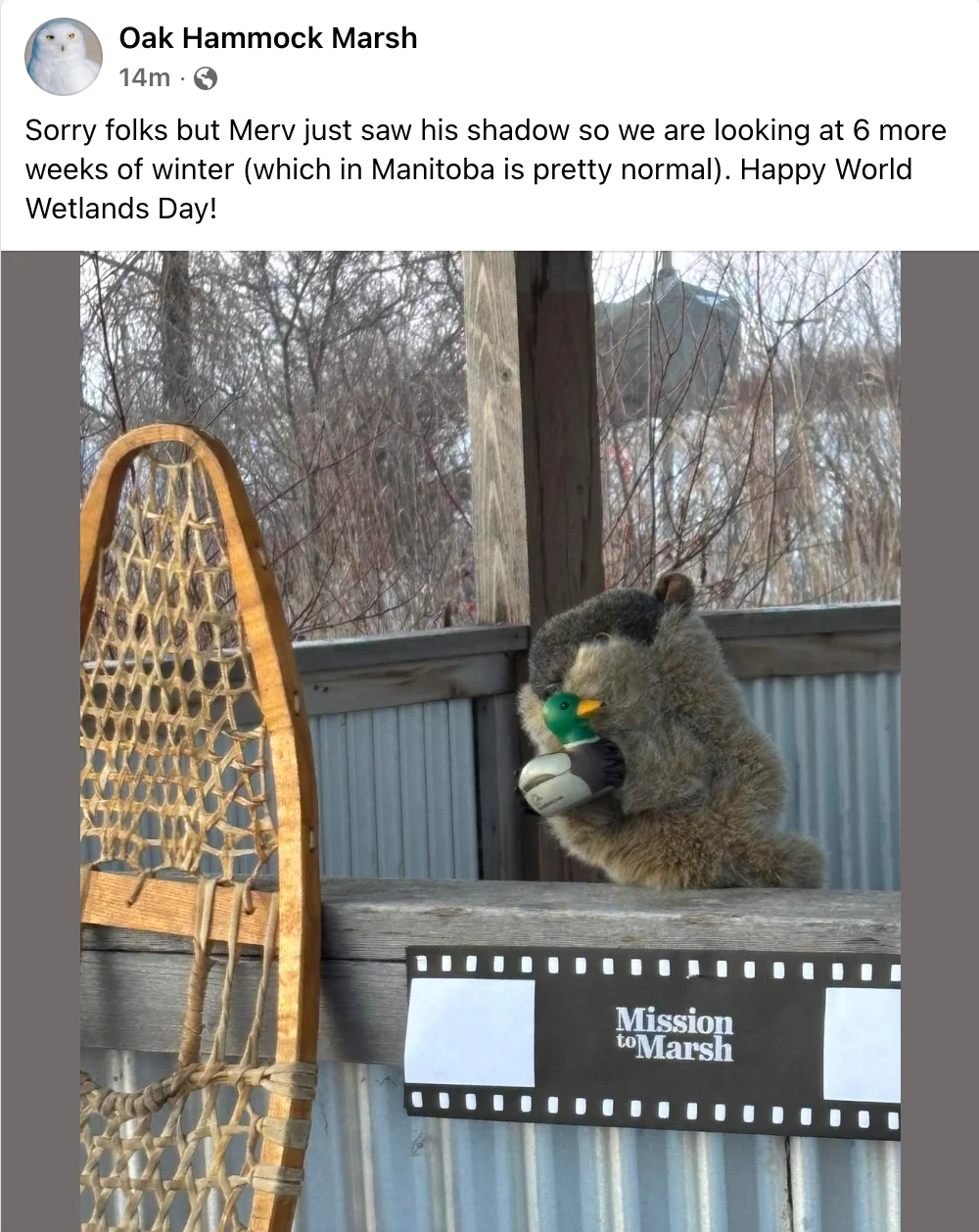 Manitoba Merv Predictions - Feb. 2, 2026. Source: https://www.facebook.com/OakHammockMarsh/