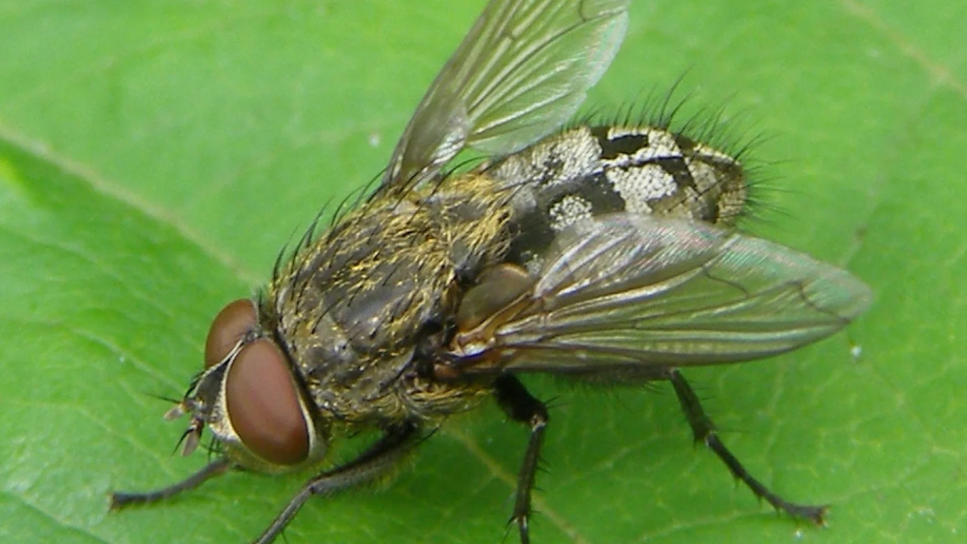 Meet the fly that emits an odour, leaves stains, and clusters in homes in fall