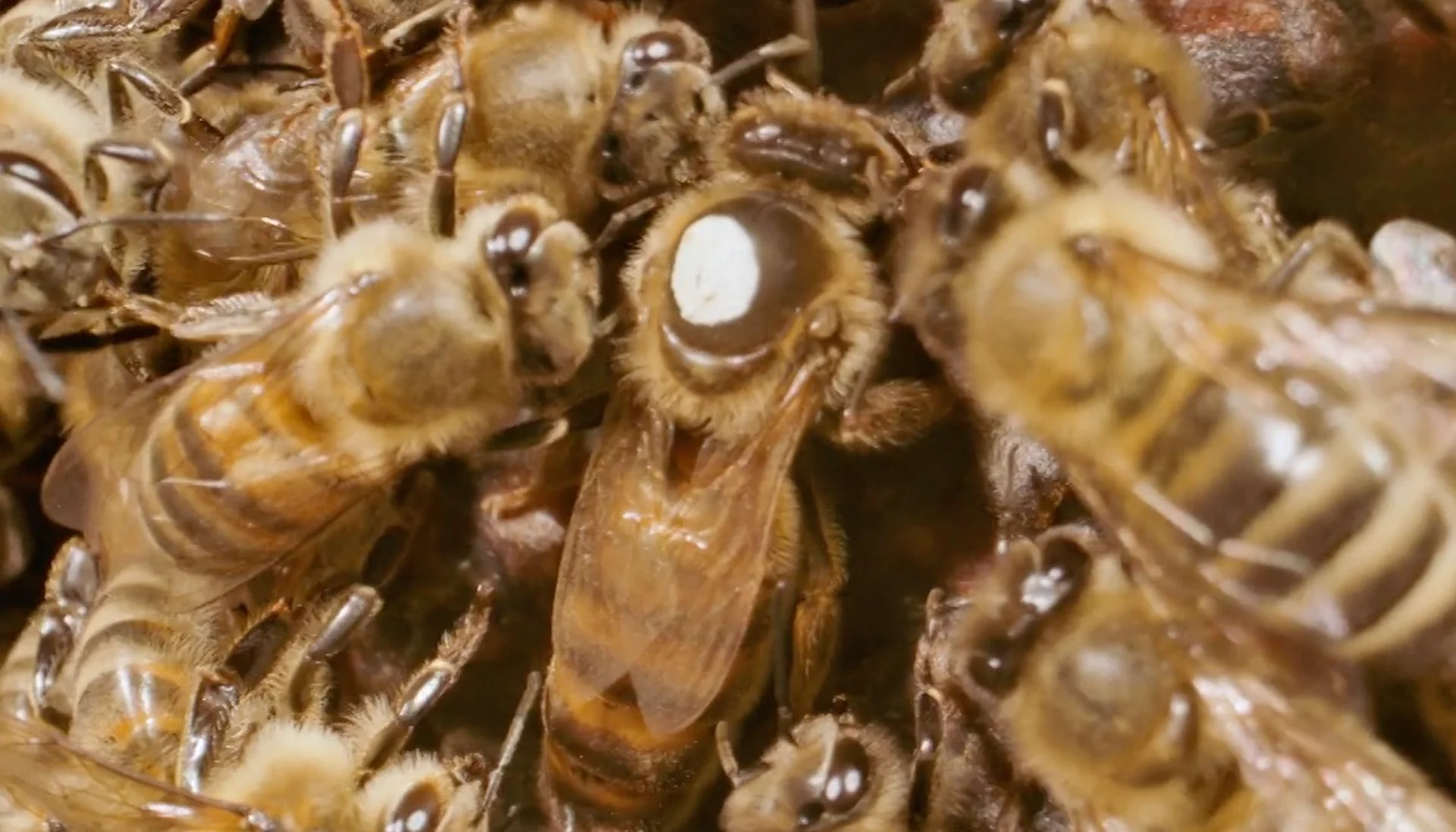 Bees can't get COVID, but other virus infections may mean fewer babies