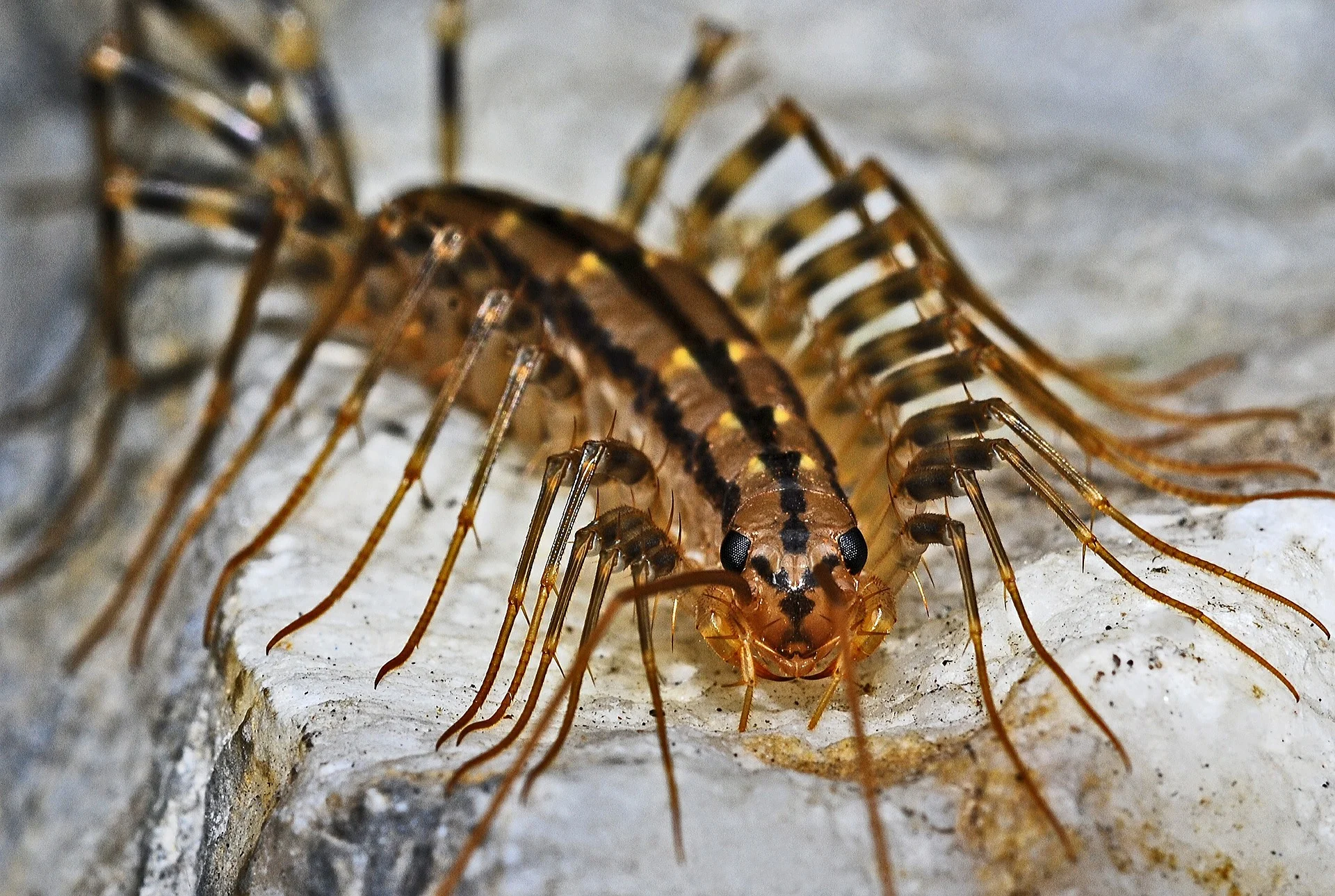 Why we see more creepy crawlies in our homes this time of year
