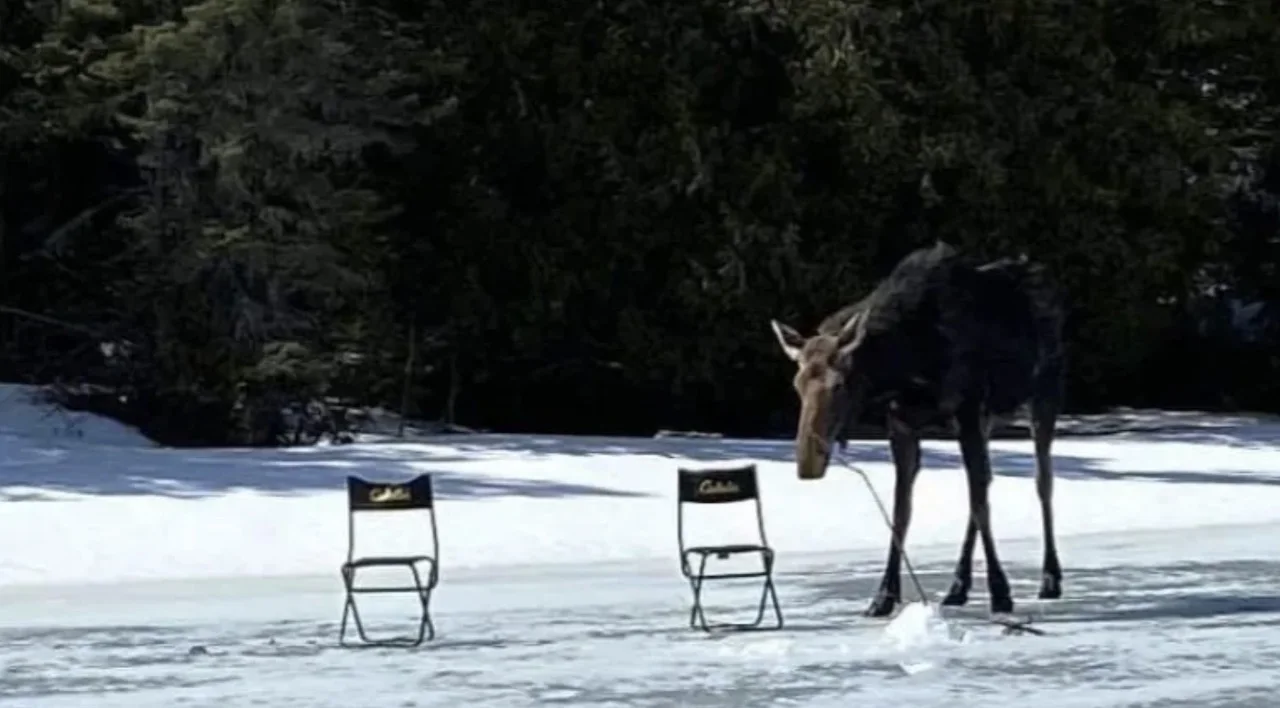Curious moose crashes 2 men's ice-fishing outing on Ontario lake