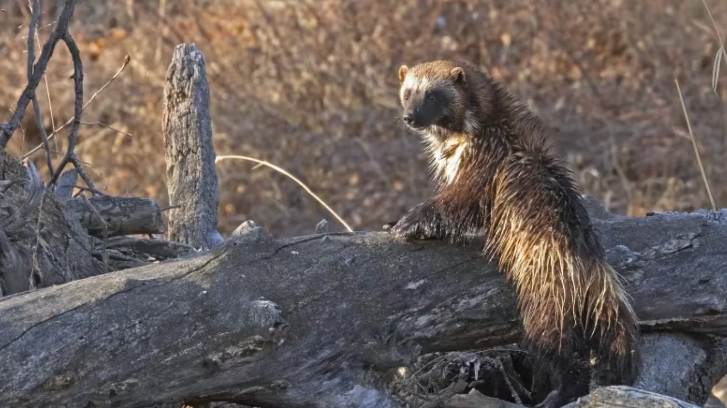CBC: Wildlife photographer Gordon Cooke said capturing an image of a wolverine was a once-in-a-lifetime experience. (Gordon Cooke)