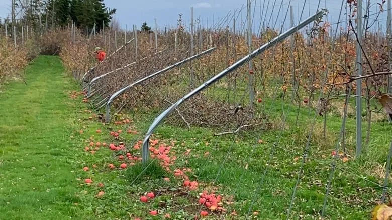 Island apple growers look back on 'heartbreaking' toll Fiona took on trees