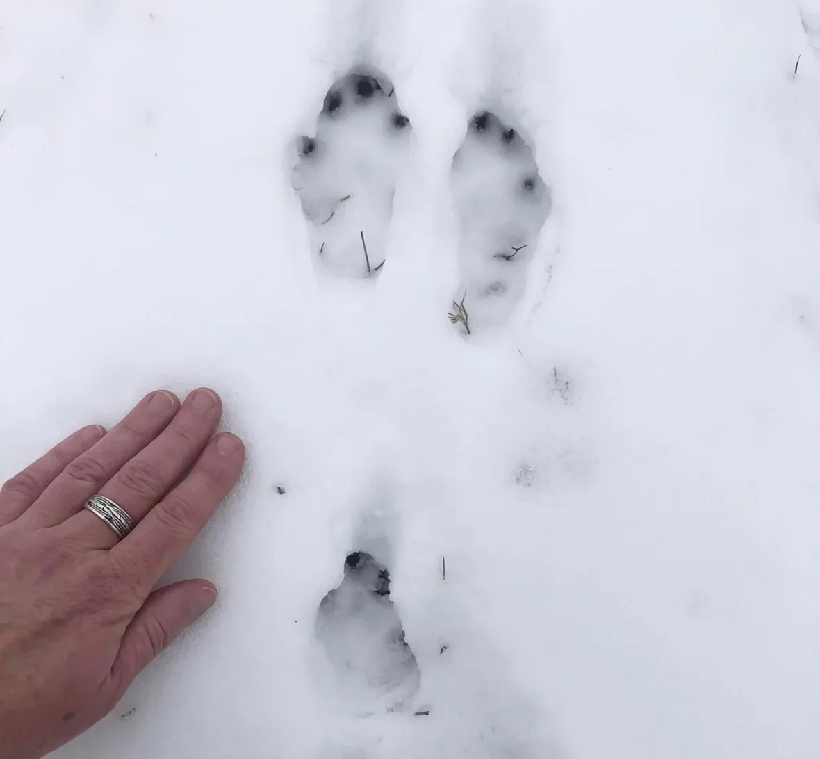 snowshoe-hare2/Kate MacQuarrie via CBC