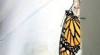 How these monarch butterflies found refuge from Fiona's harsh winds
