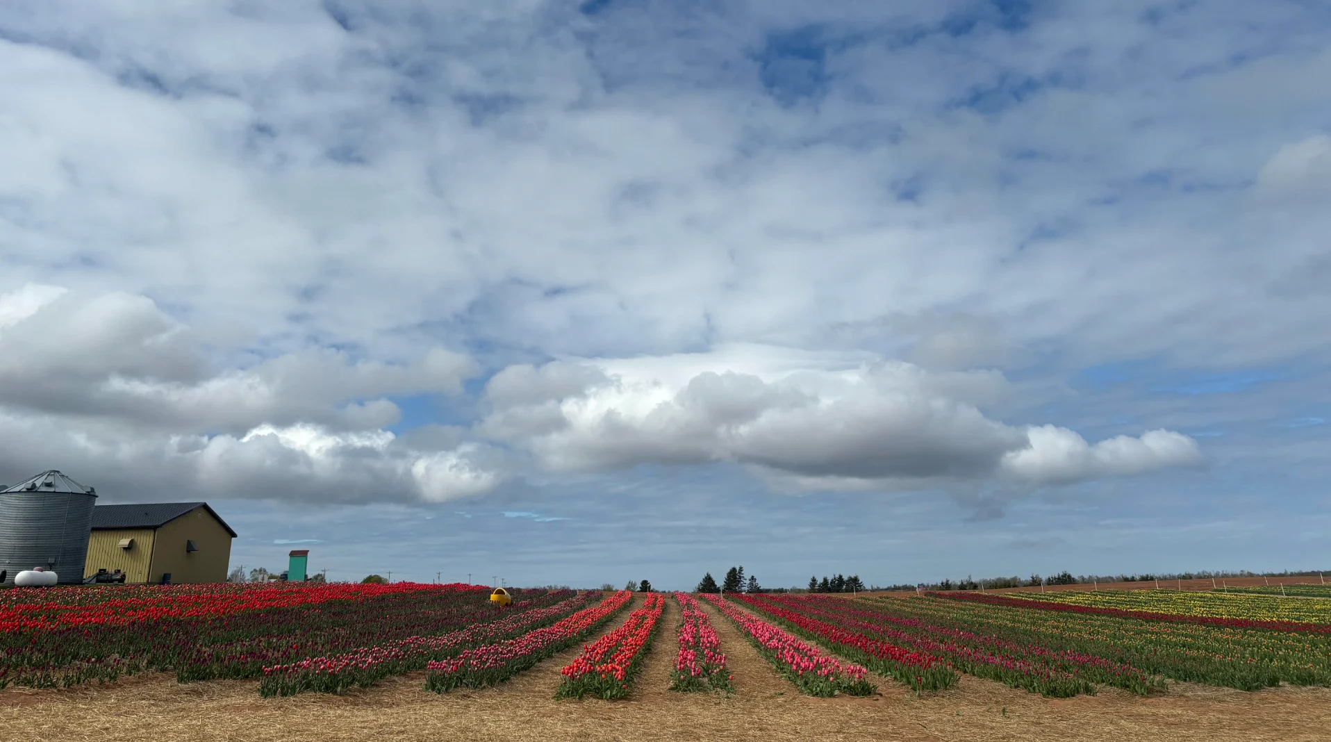 Nathan Coleman - Belfast Tulip Farm. All shot May 22, 2205, in Belfast, PEI.