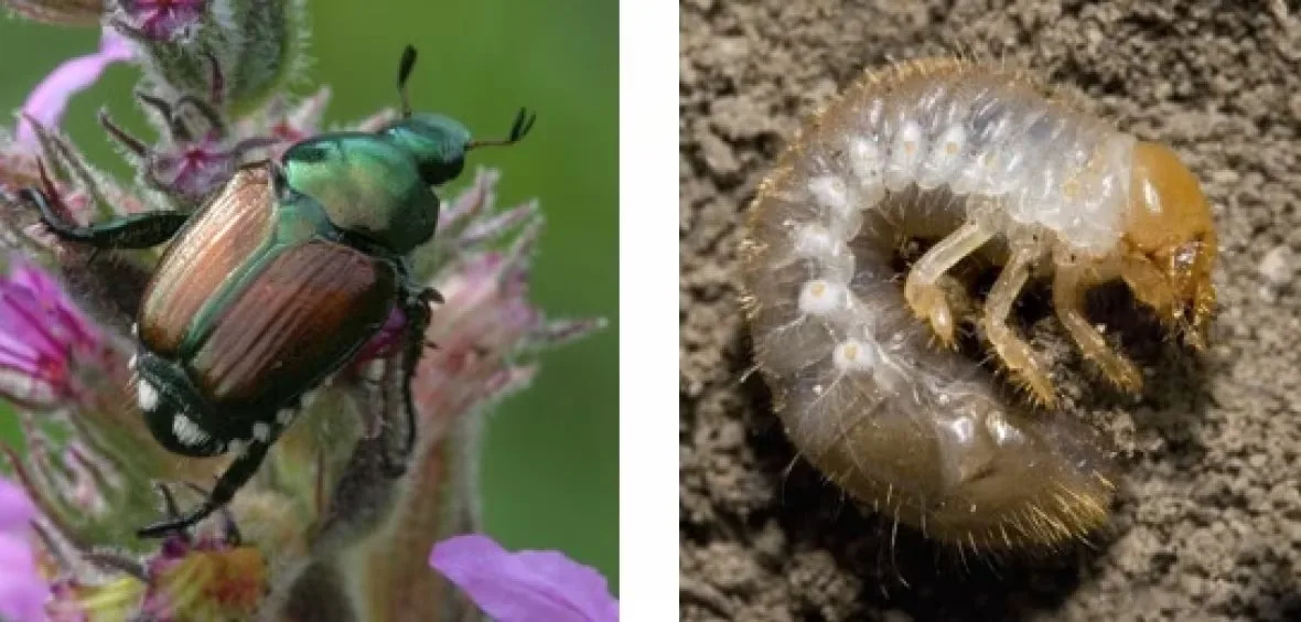 japanese-beetle-adult-and-larva/David Cappaert/Bugwood.org/Province of British Columbia via CBC