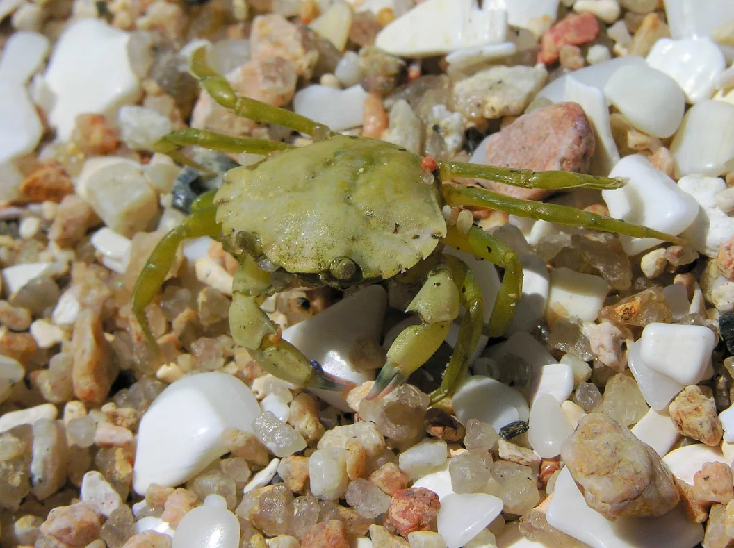 green crab wiki cc