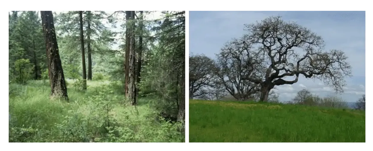 Forest thinning (left) and grassland restoration can help reduce wildfire severity. (Bart Johnson)