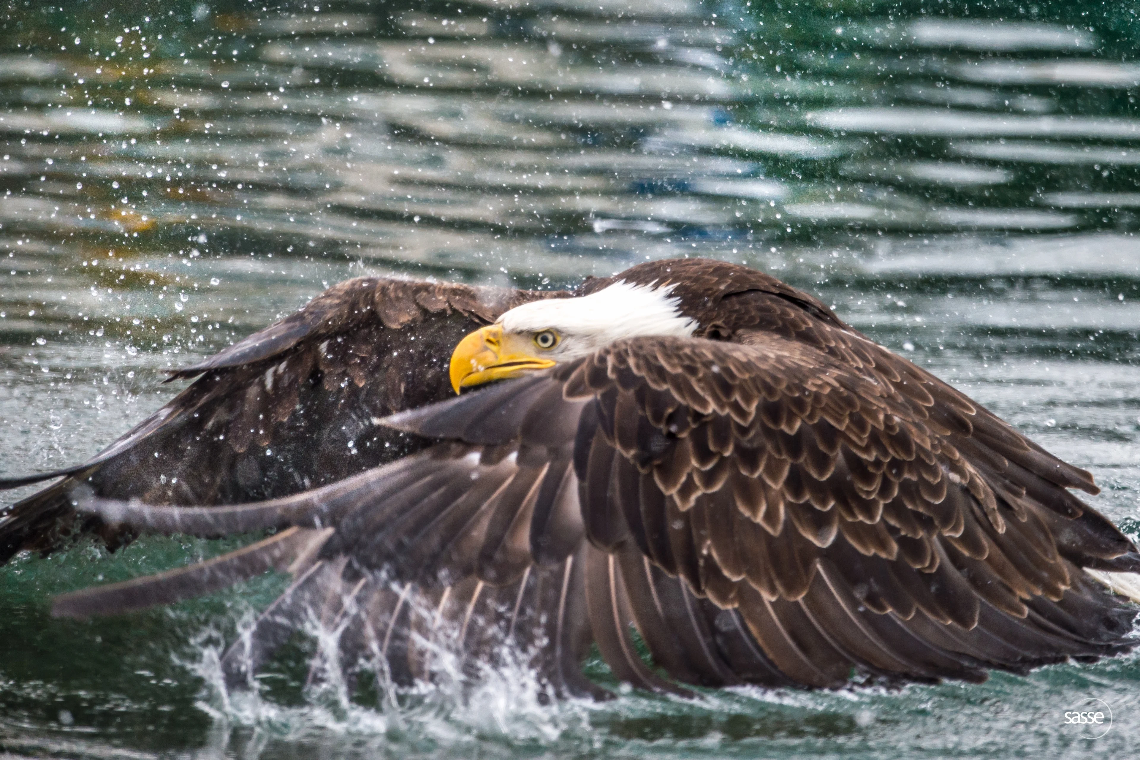 eagle - Christian Sasse - Dutch Harbour, Alaska - March 10, 2015