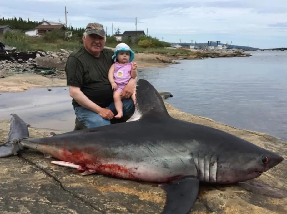 That's no seal: Makkovik man accidentally nets shark