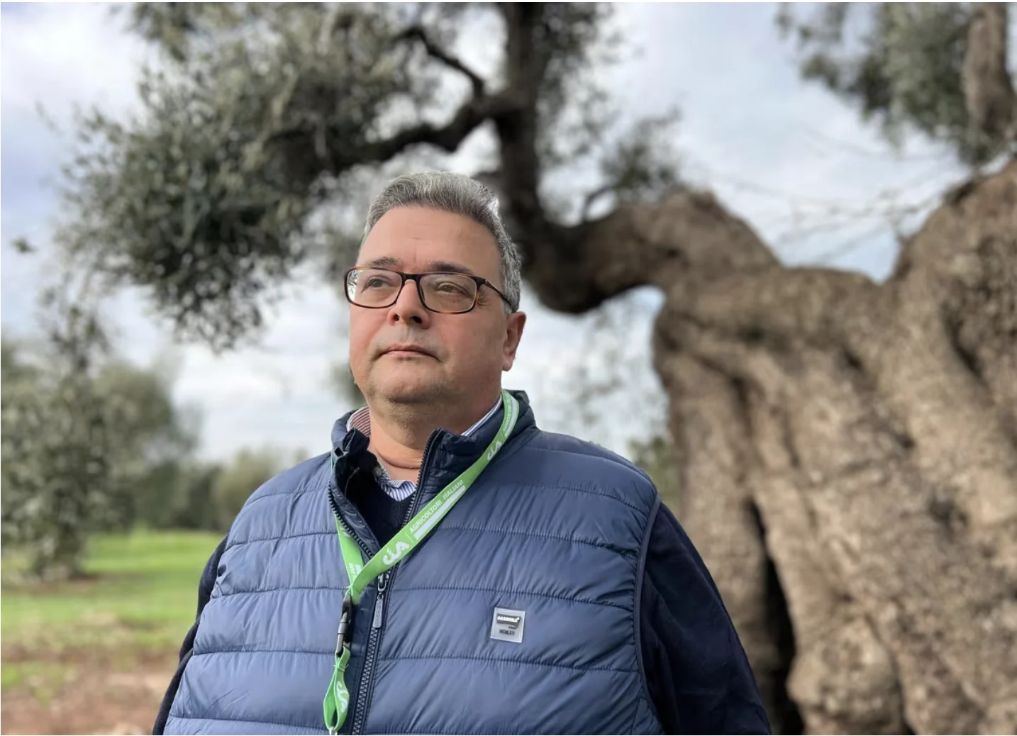 CBC: Puglia's failure to act 10 years ago has reduced the region's olive oil production by as much as 50 per cent, says Giannicola D’Amico, the regional vice-president of the country’s farming association, CIA-Agricoltori Italiani. (Megan Williams/CBC)