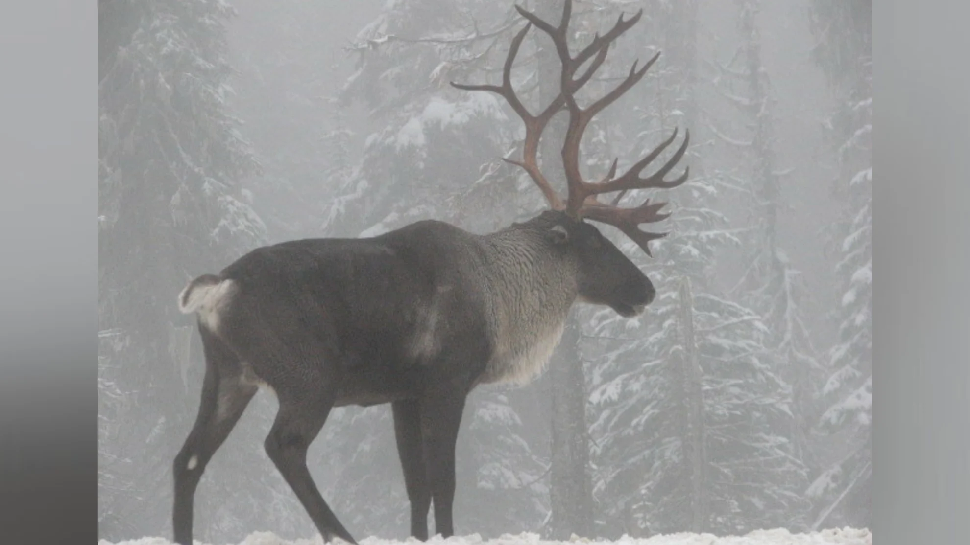 WIKIPEDIA - mountain caribou