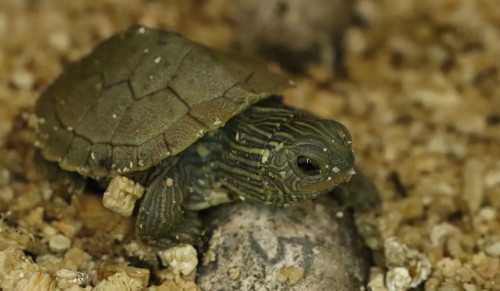 Saved by the shell: Tiny turtles given 2nd chance to survive in the wild -  The Weather Network