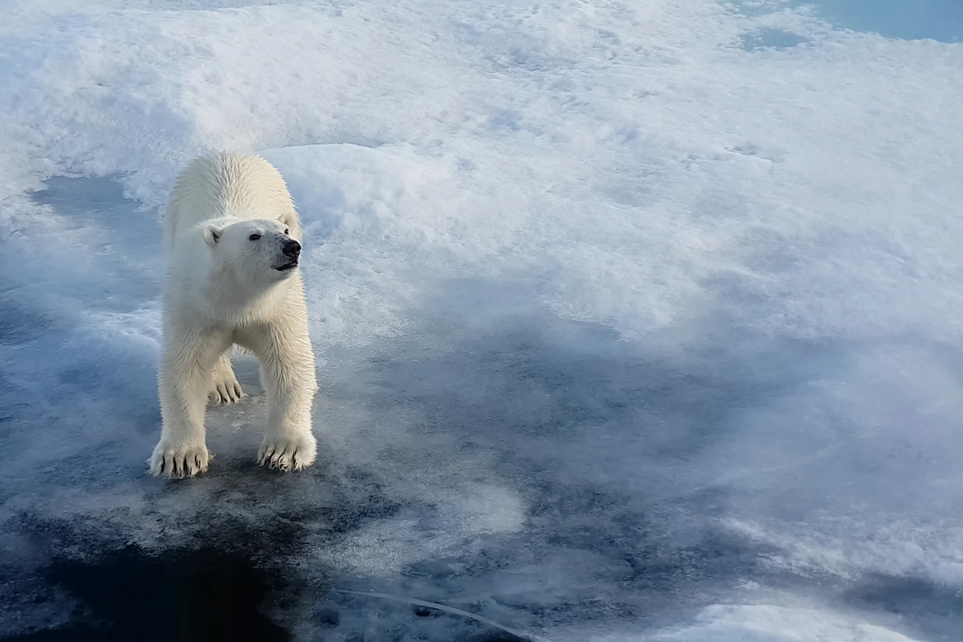 Most northern tip of Canadian Arctic sets June temperature record