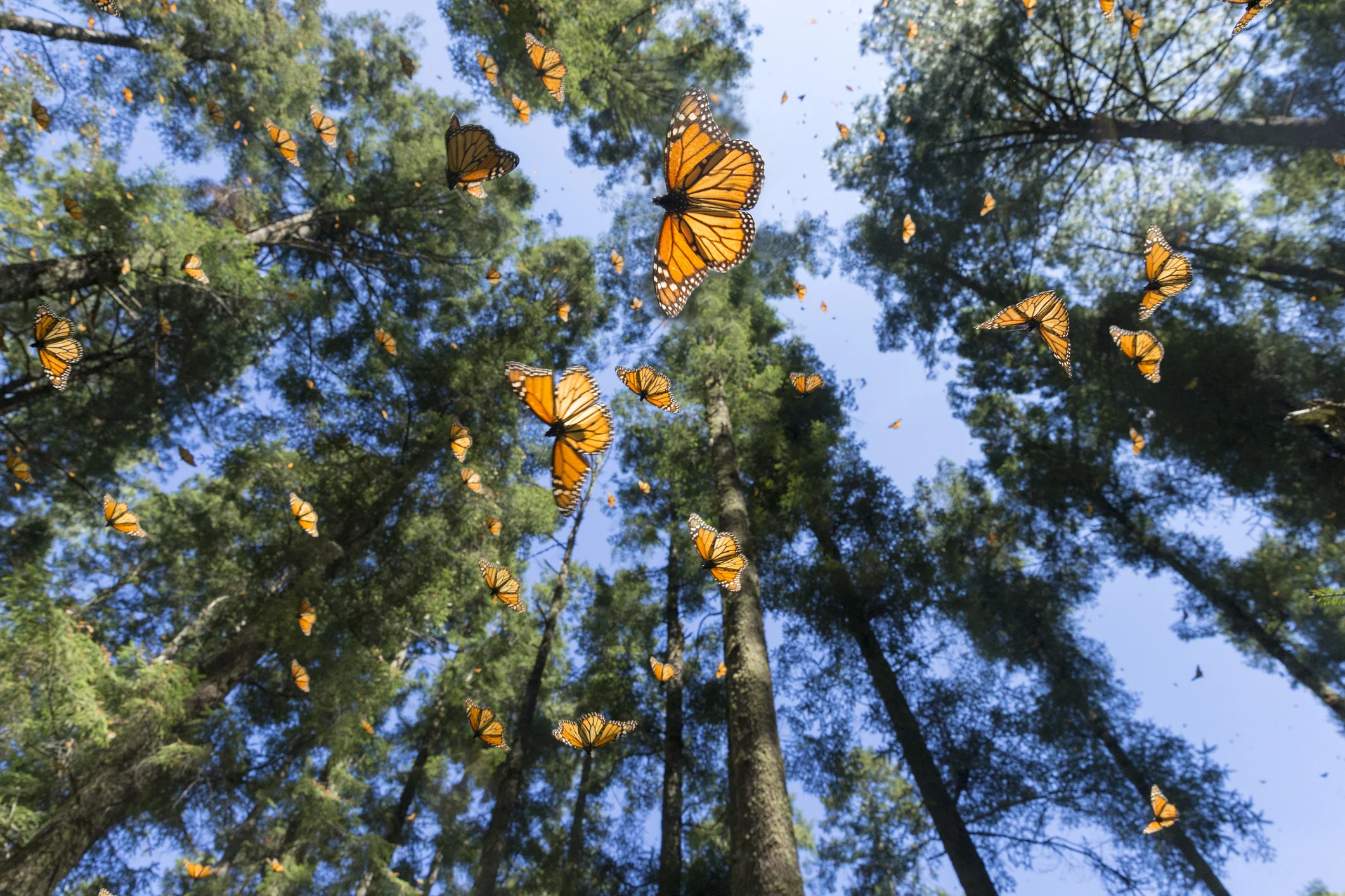 monarch butterfly (Sylvain Cordier/ Getty Images)