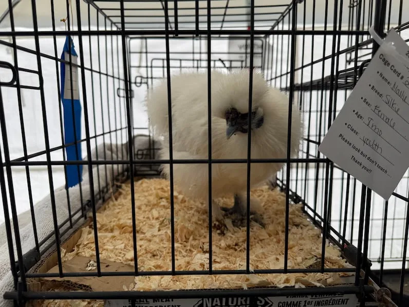 CBC Silkie took top prize for owner Maelie Sherlock in the 'My First Chicken' category. (Shawn Mullin/CBC)