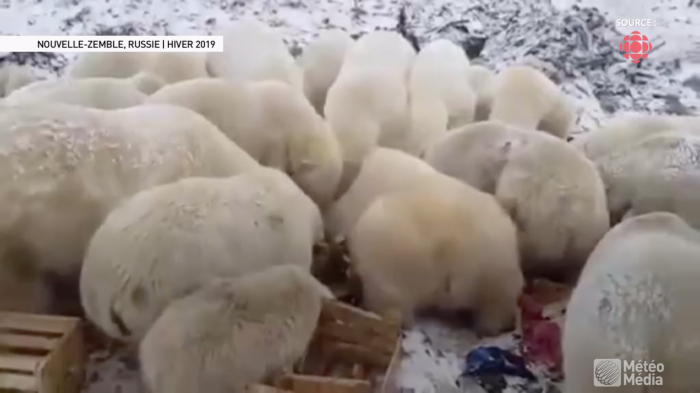 Invasion d'ours polaires agressifs dans un village. Voyez où
