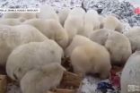 Invasion d'ours polaires agressifs dans un village. Voyez où