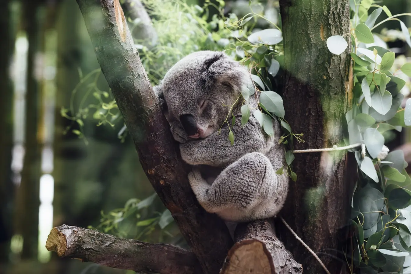 Australie : les feux records dévastent les populations de koalas