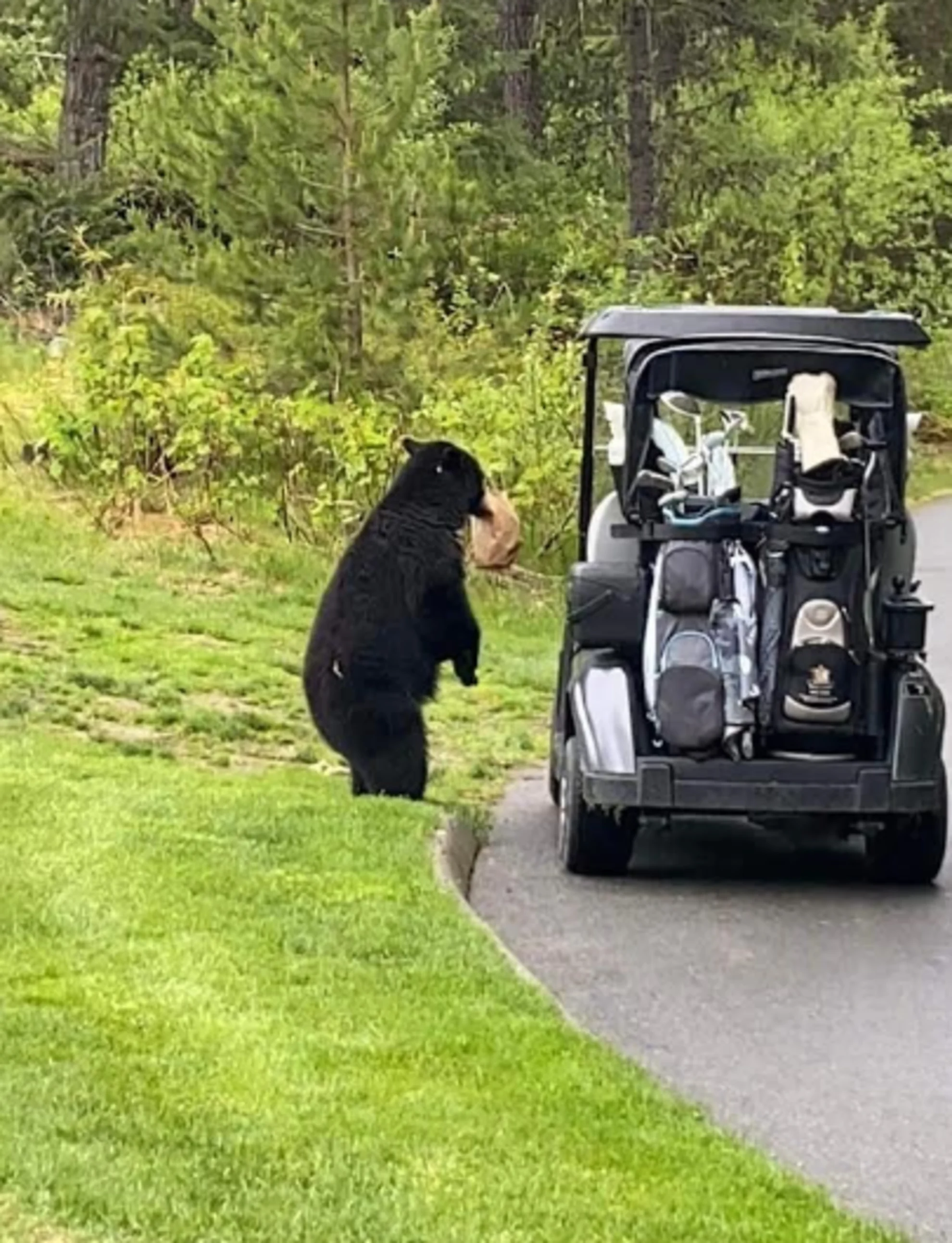 A "lunch-bandit" bear was caught stealing snacks off a golfer's cart recently! Watch the video, here