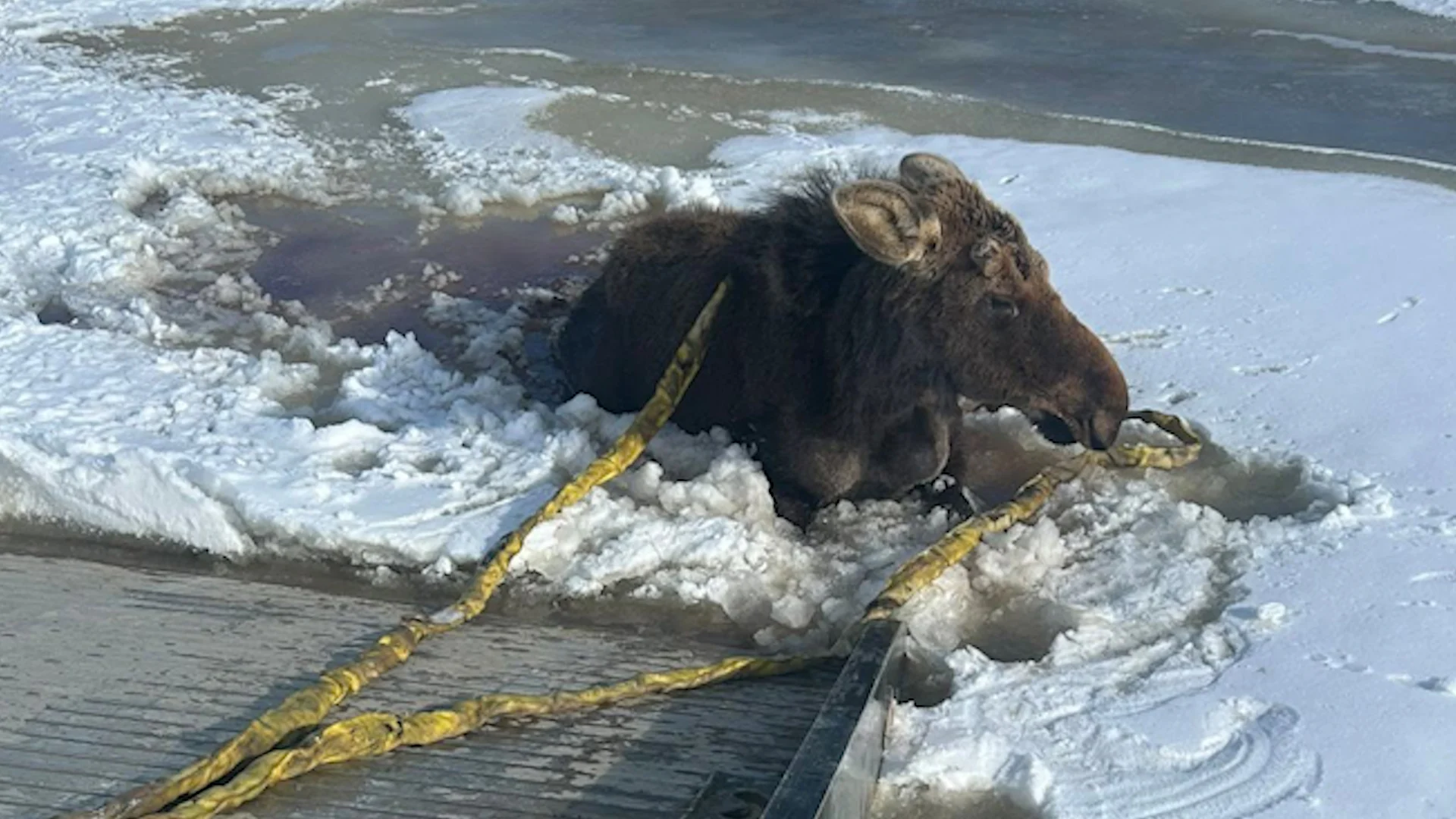 Saskatchewan moose rescue - Rebel Towing