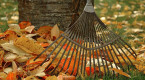 Not so fast: Here's why you shouldn't rake leaves in the fall