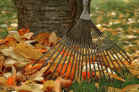 Ramasser les feuilles sur votre terrain, une mauvaise idée