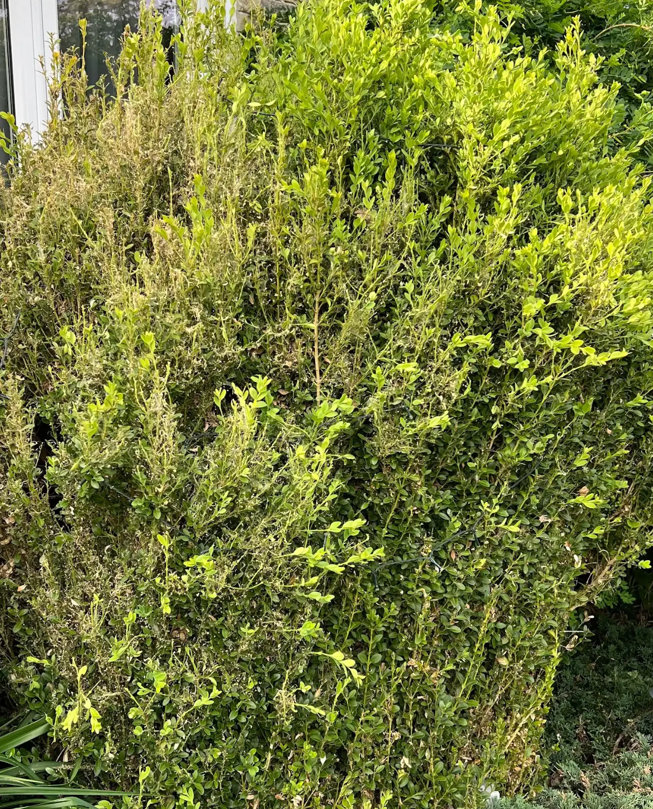 Landscape Ontario: Badly damaged mature boxwood