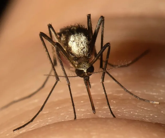 Invasive mosquito with potential to spread disease found in Florida