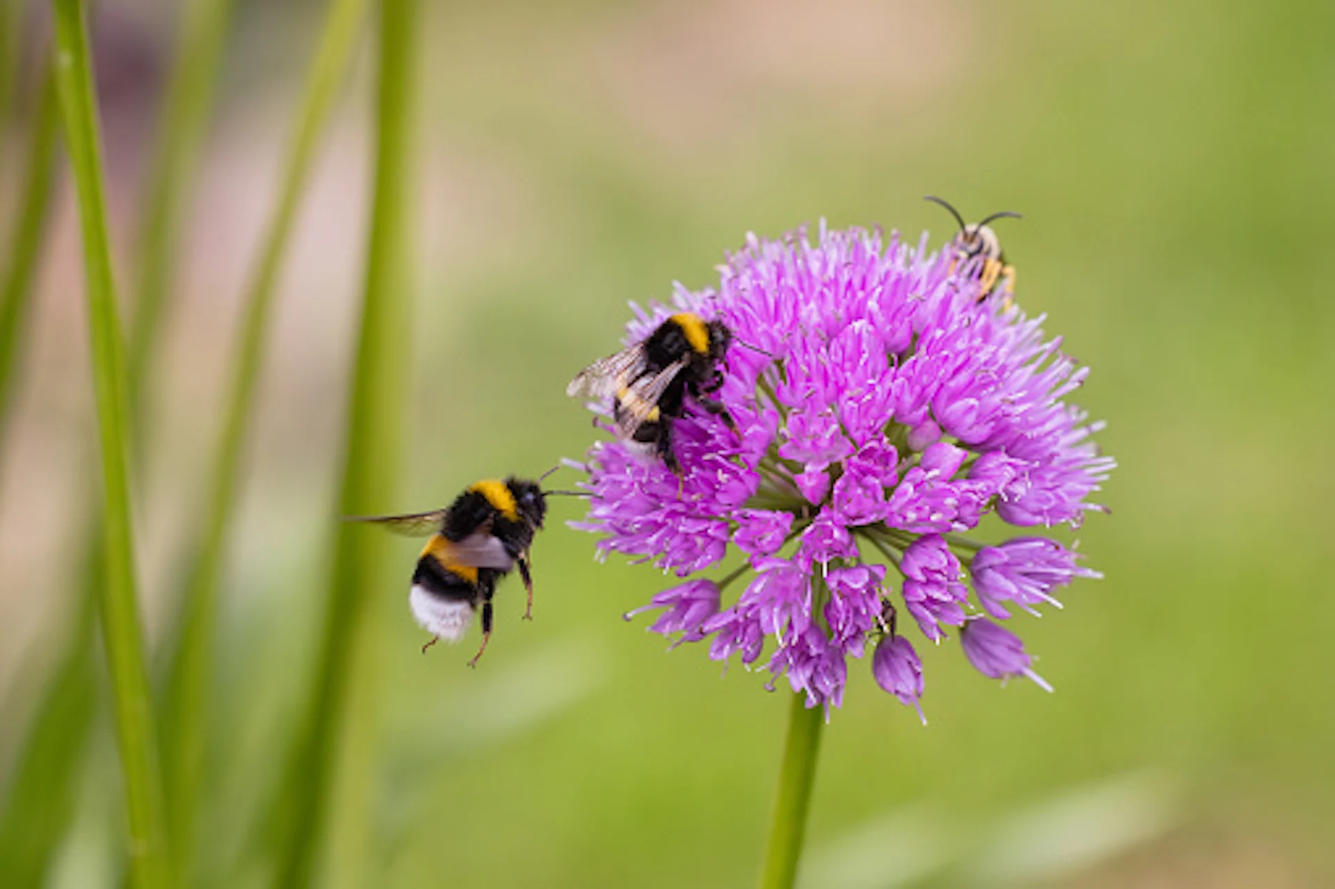 Spruce up your garden with these plants to help our pollinators - The