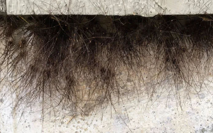 Avoid buildings that look like they're growing fur, or you're in for a fright