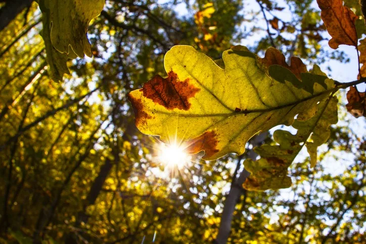 GETTY IMAGES oak tree leaf fall