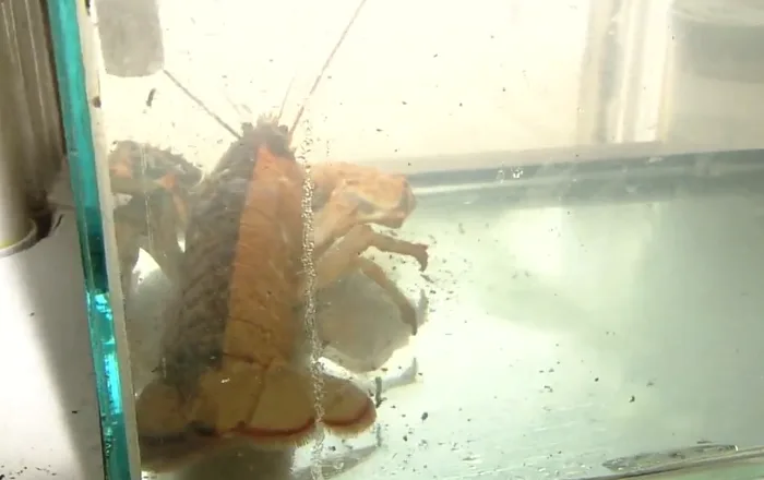  1-in-50 million lobster found in Nova Scotia