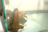  1-in-50 million lobster found in Nova Scotia