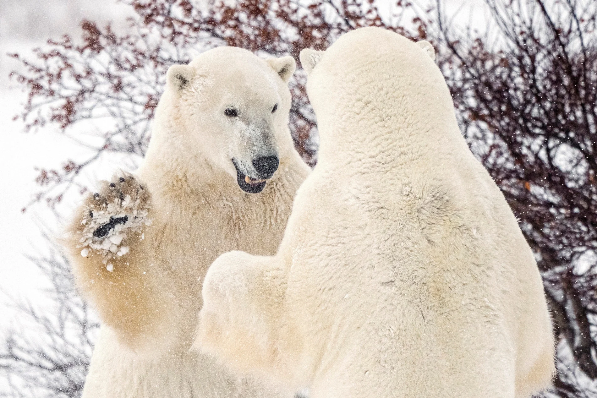 Polar bears spar near the Hudson Bay community of Churchill, Manitoba, Canada November 20, 2021. Picture taken November 20, 2021. REUTERS/Carlos Osorio