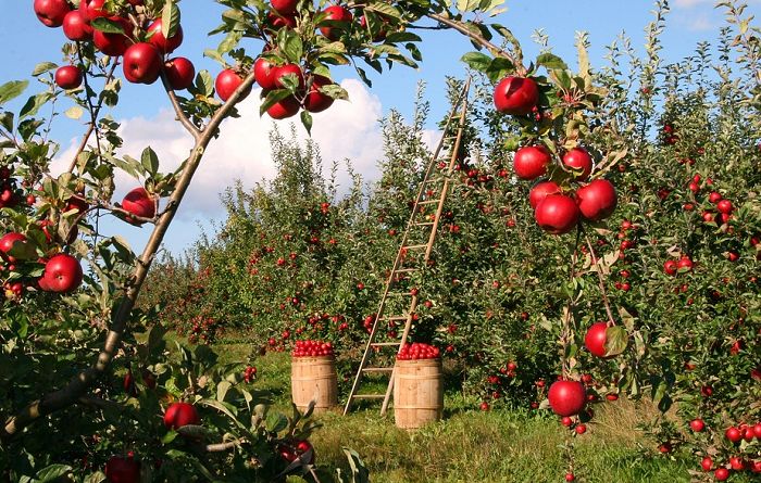 Picking the 2026 apple crop: Here???s what families need to know