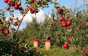 Here's how weather will impact your 2026 apple-picking adventure