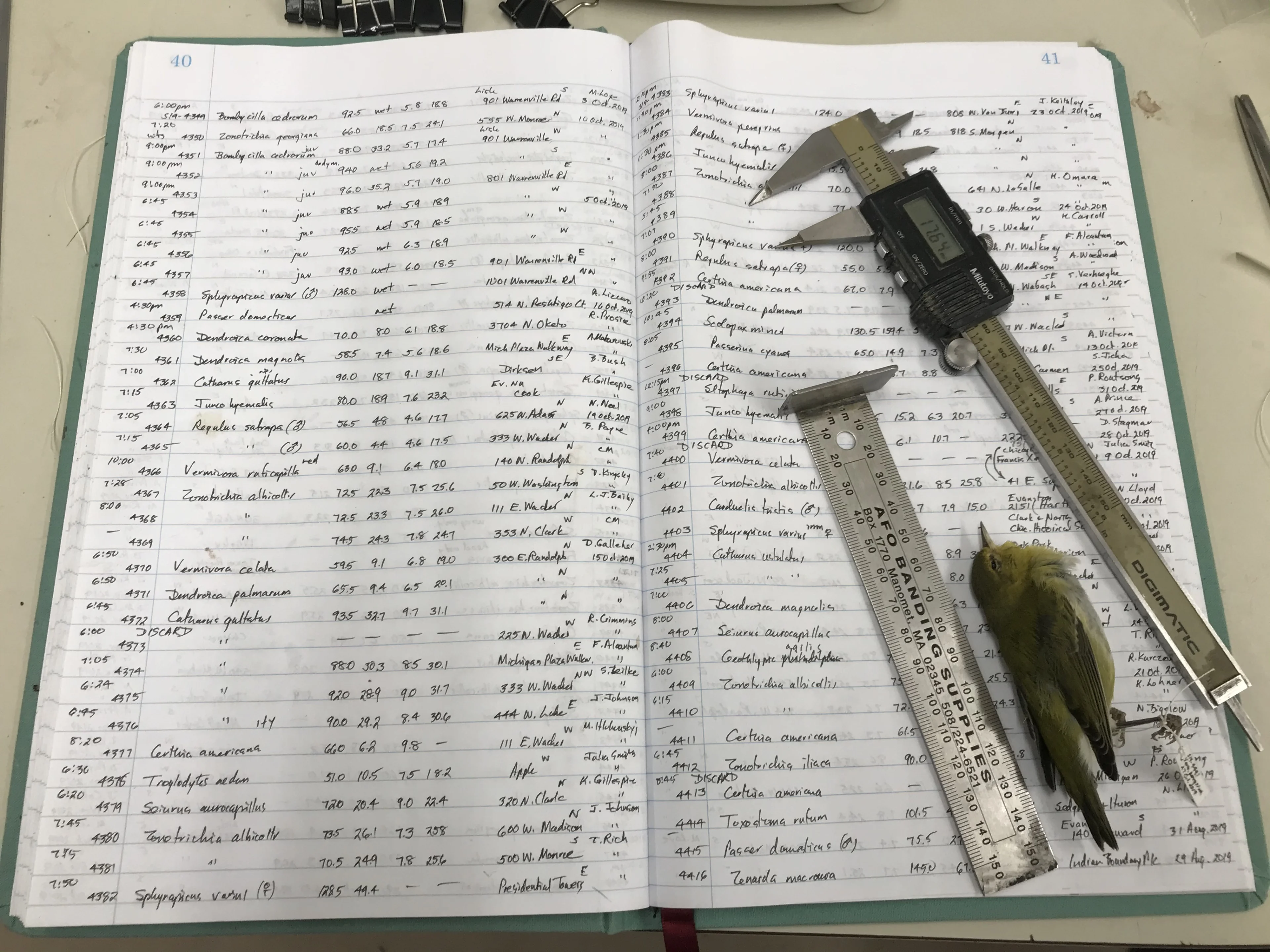 Willard's ledger with measuring tools and Tennessee Warbler, (c) Field Museum, Kate Golembiewski