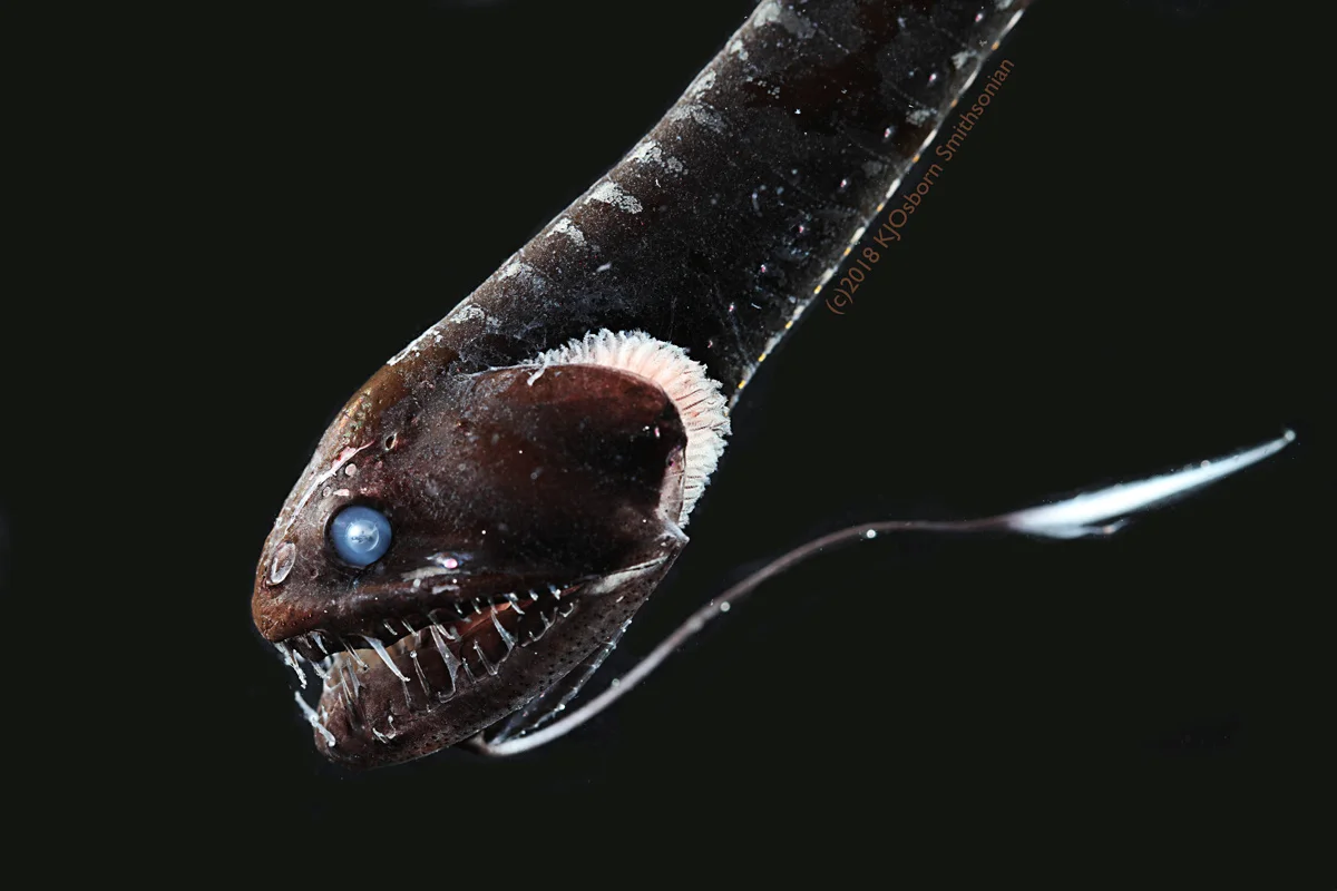 reuters ultrablack deep sea fish