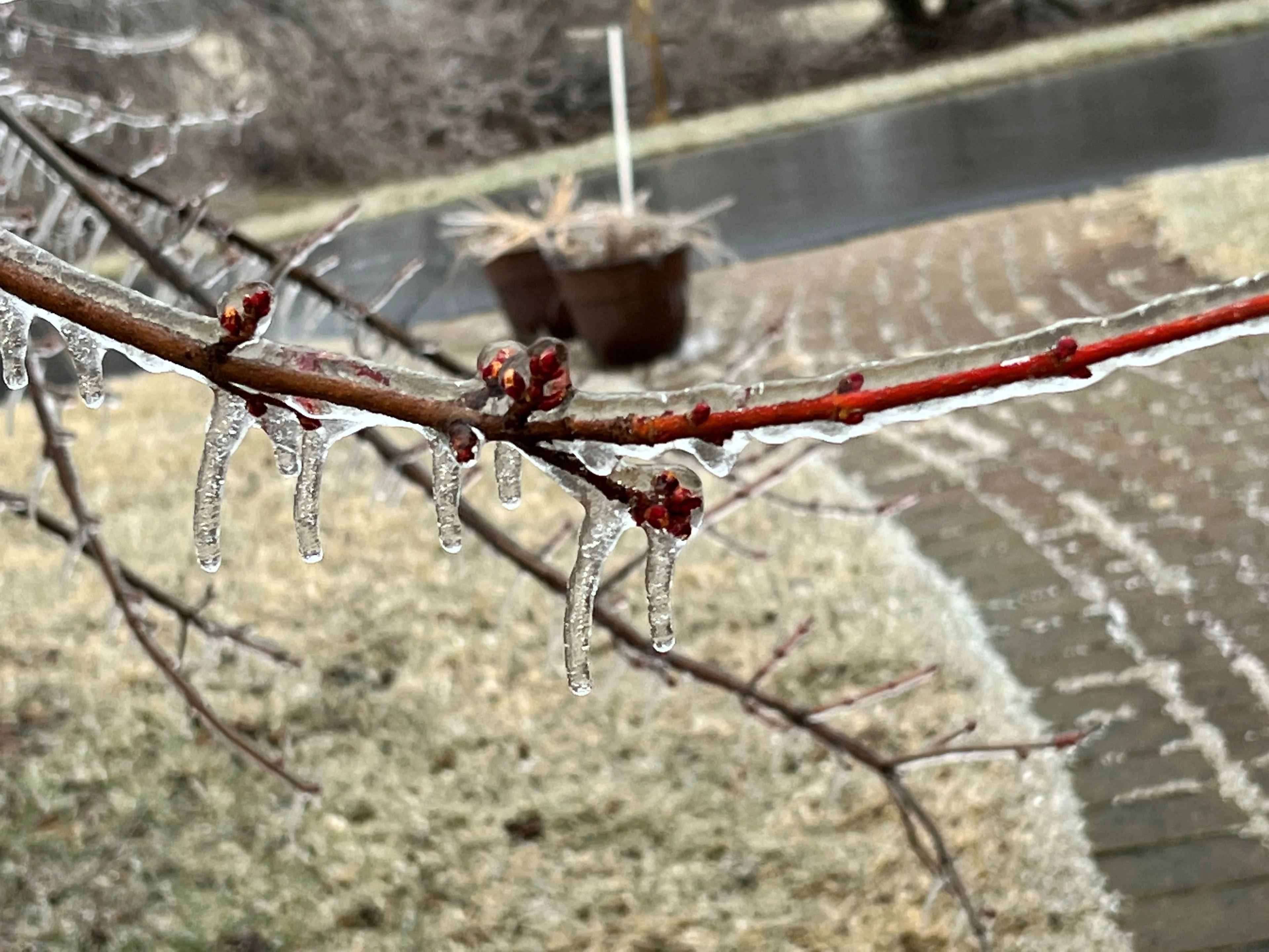 REUTERS: View of frozen branches following an ice storm, in Ypsilanti, Michigan,U.S., February 23, 2023 in this picture obtained from social media. Fauzia @Rabwhian/via REUTERS